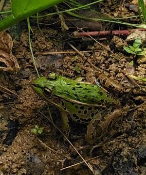 トノサマガエル③