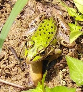 トノサマガエル②