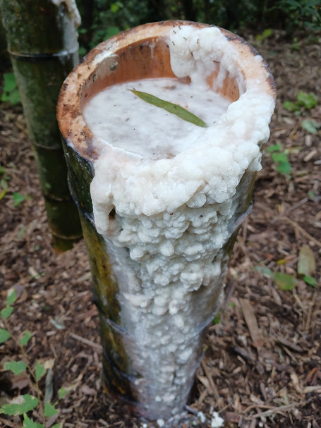 竹の樹液の結晶化2