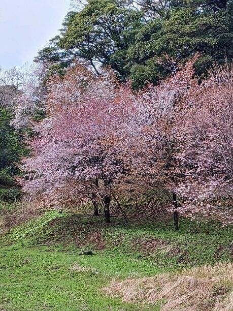 南入口ヤマザクラ②