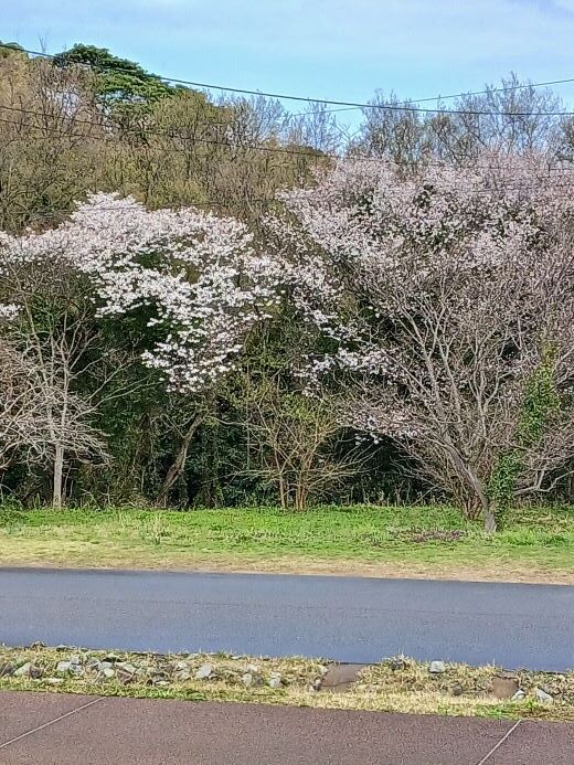 管理棟前ヤマザクラ