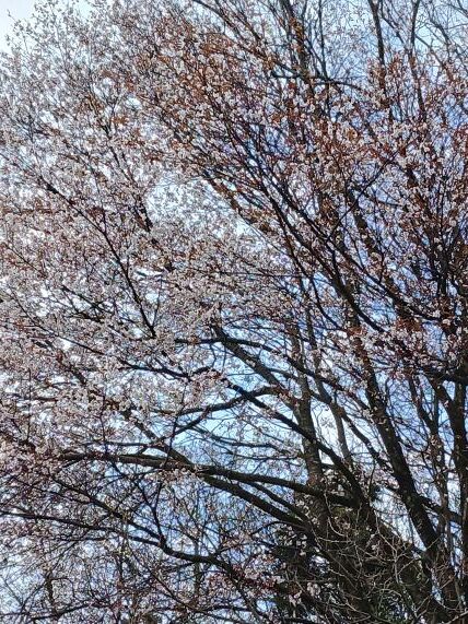 管理棟横ヤマザクラ