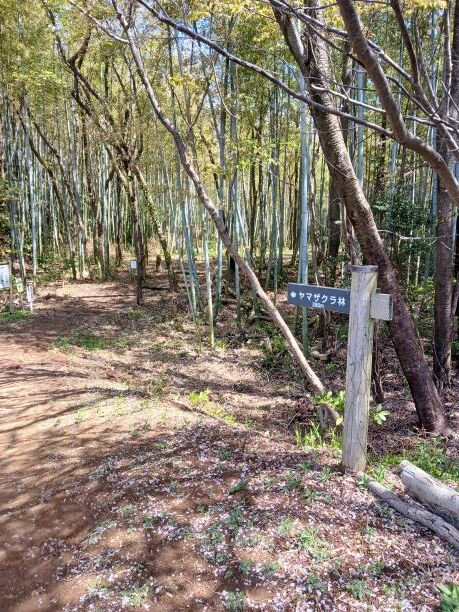 タケノコ初日②