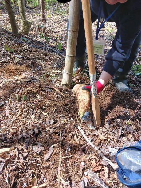 タケノコ初日⑤