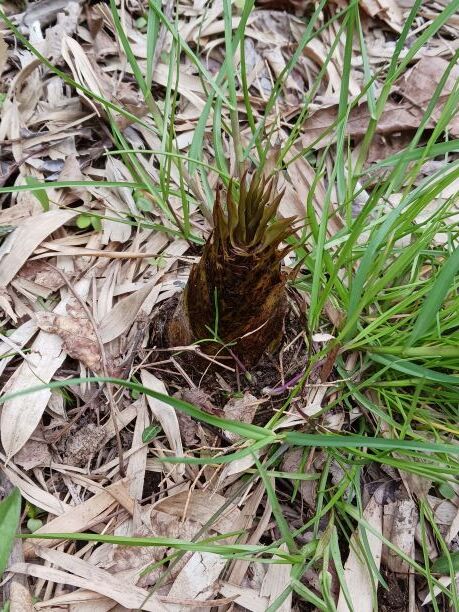 タケノコ初日⑦