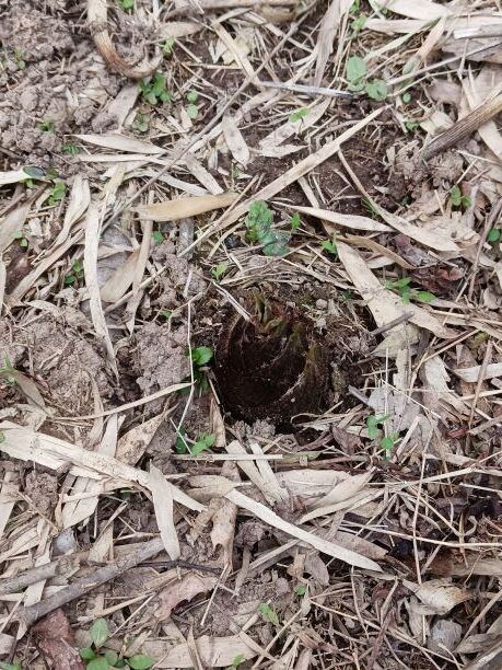 タケノコ初日⑥