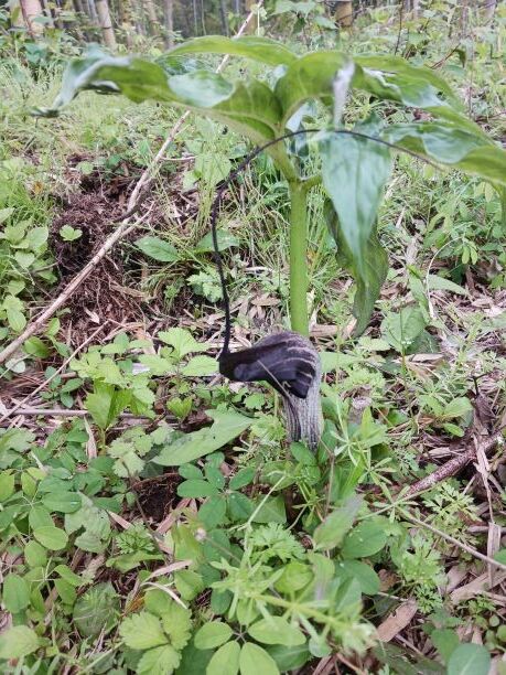 ウラシマソウ②