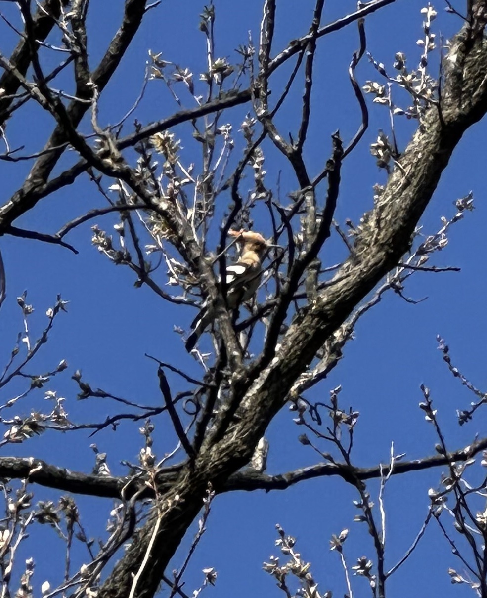 ヤツガシラ編集②