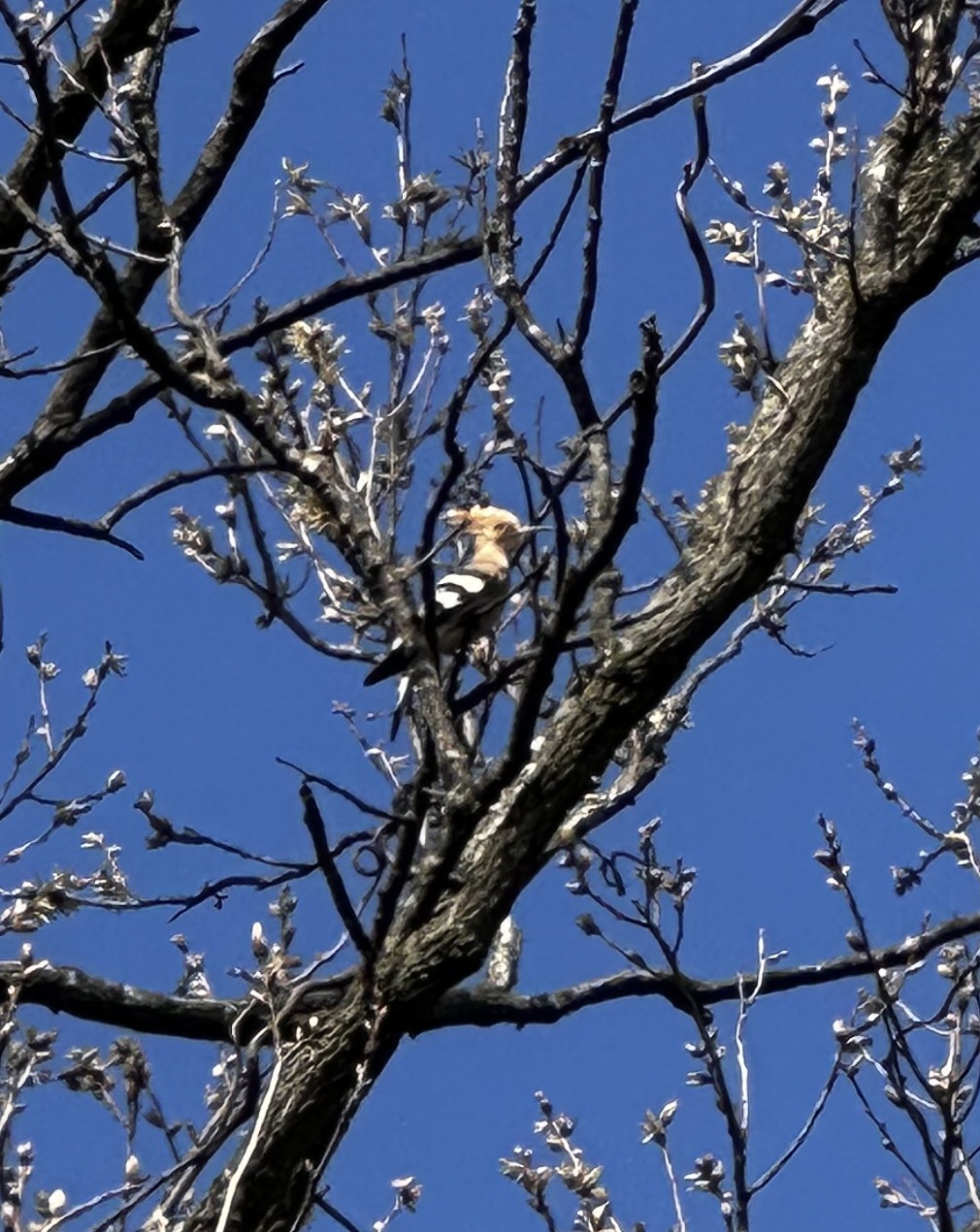 ヤツガシラ編集③