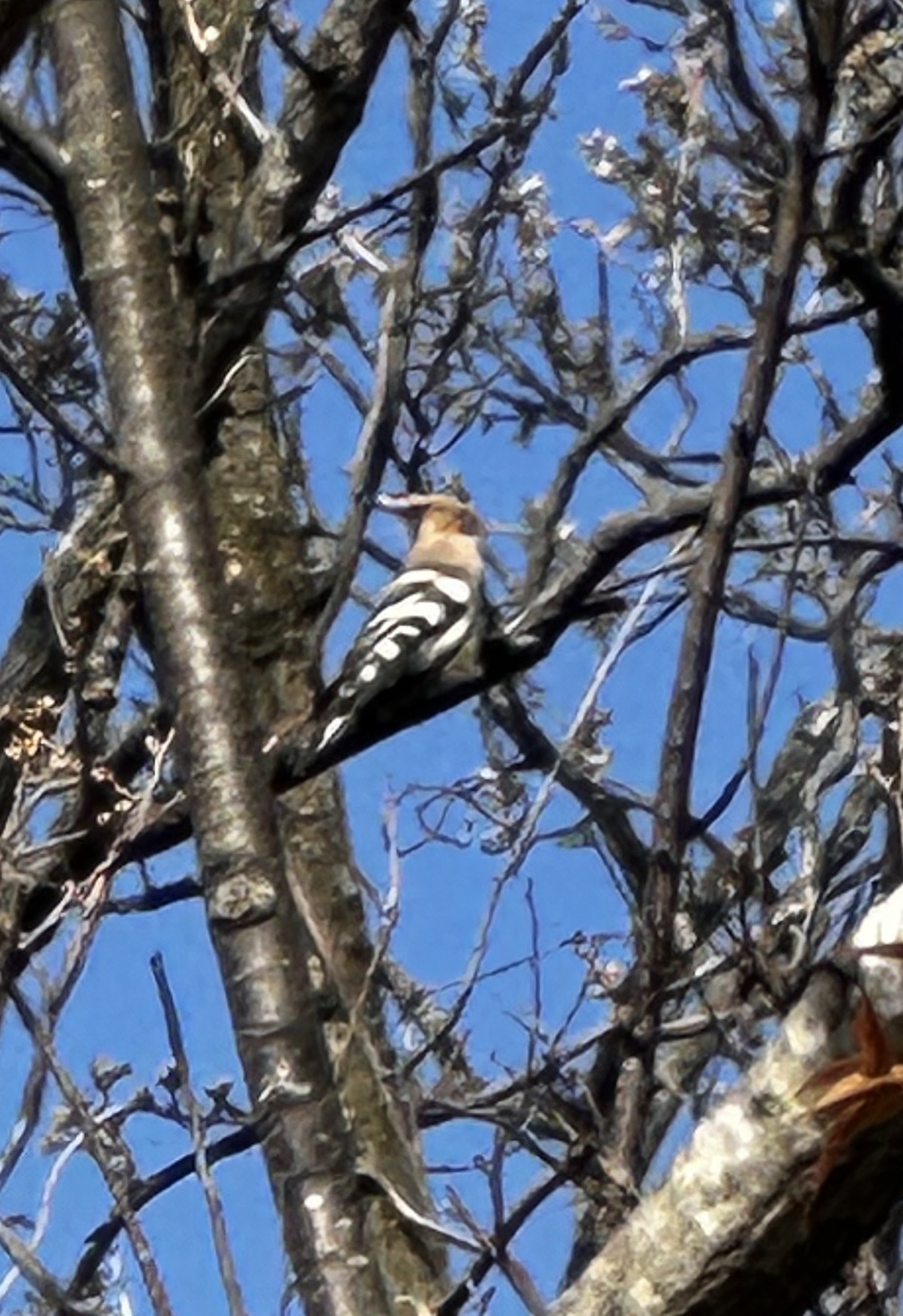 ヤツガシラ編集④